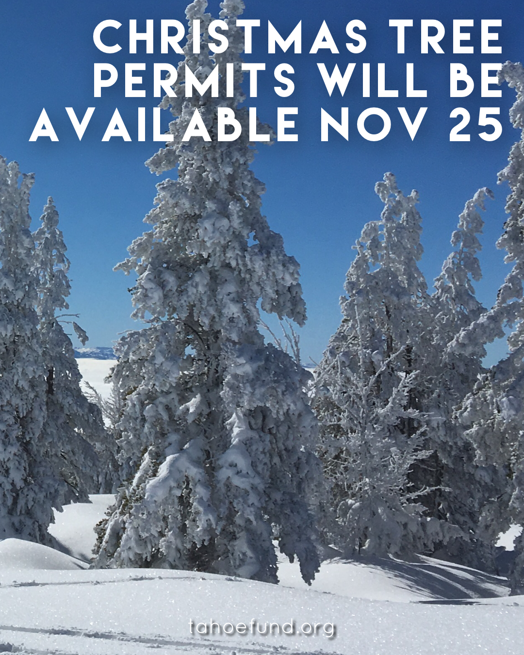 Christmas Tree Permits Will Be Available Nov 25 Tahoe Fund