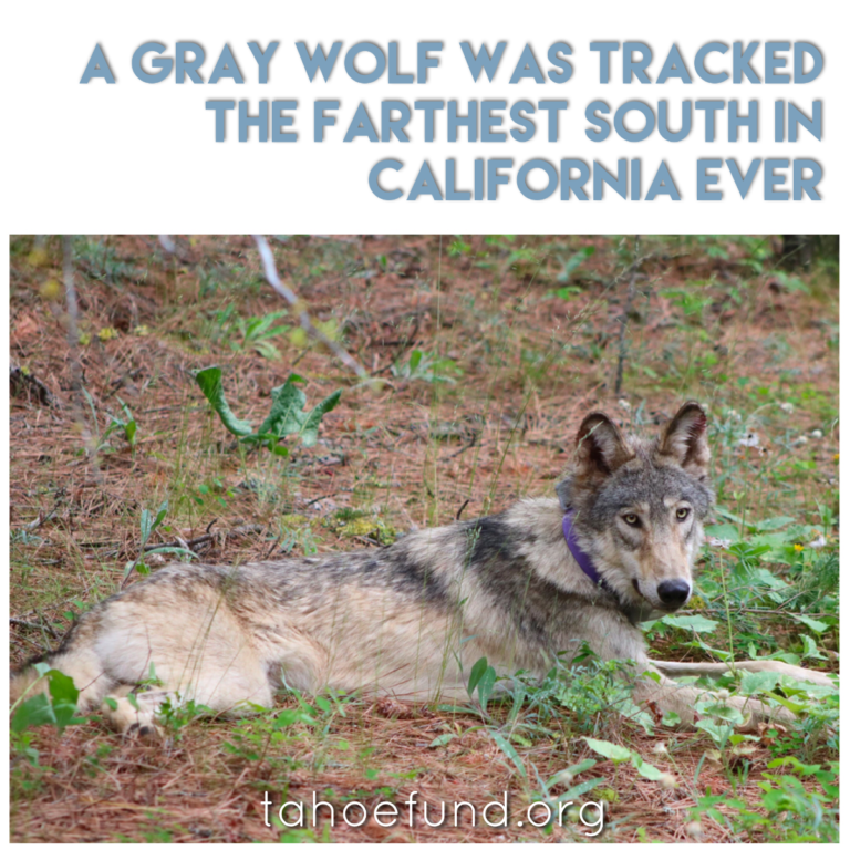 Lake Tahoe Fun Facts: Gray Wolf - Tahoe Fund